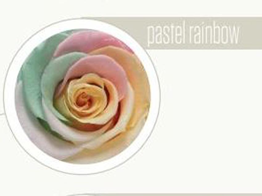 Bocciolo di Rosa Preservata Premium  cm. 6,5 - Box da 6 rose - Sconti per Fioristi e Aziende e Wedding