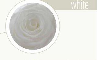 Bocciolo di Rosa Preservata Premium  cm. 6,5  - Sconti per Fioristi e Aziende . - Box da 6 rose