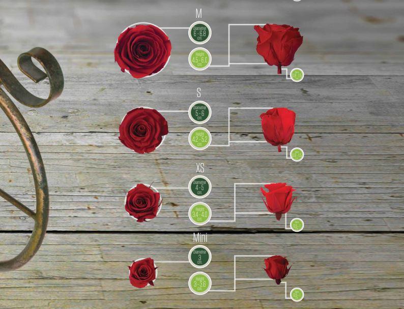 Bocciolo di Rosa Preservata Premium  cm. 6,5  - Sconti per Fioristi e Aziende . - Box da 6 rose