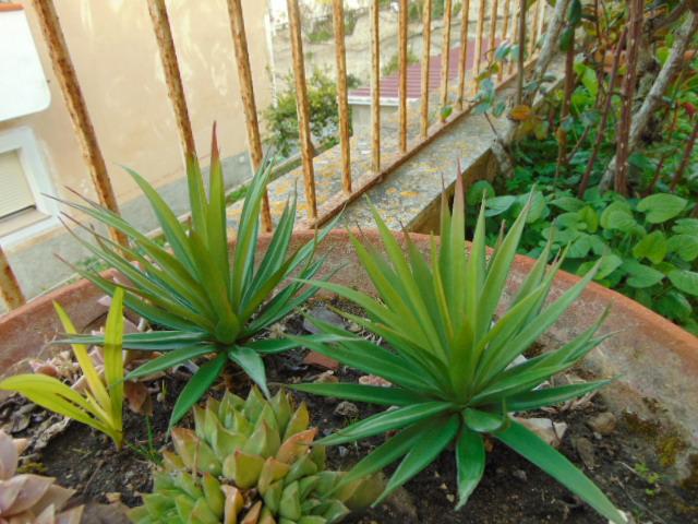 Agave gomma H 20 cm.  - Sconti per Fioristi e Aziende - Con 36 foglie