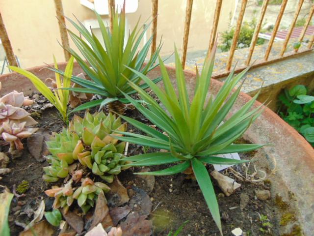 Agave gomma H 20 cm.  - Sconti per Fioristi e Aziende - Con 36 foglie