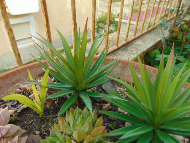 Agave gomma H 20 cm.  - Sconti per Fioristi e Aziende - Con 36 foglie