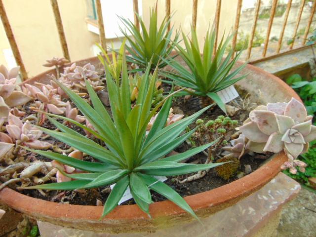 Agave gomma H 20 cm.  - Sconti per Fioristi e Aziende - Con 36 foglie