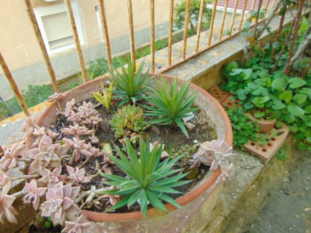 Agave gomma H 20 cm.  - Sconti per Fioristi e Aziende - Con 36 foglie