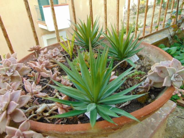 Agave gomma H 20 cm.  - Sconti per Fioristi e Aziende - Con 36 foglie