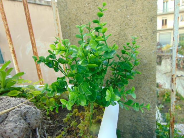 Eucaliptus bush H 31  in plastica - Sconti per Fioristi e Aziende