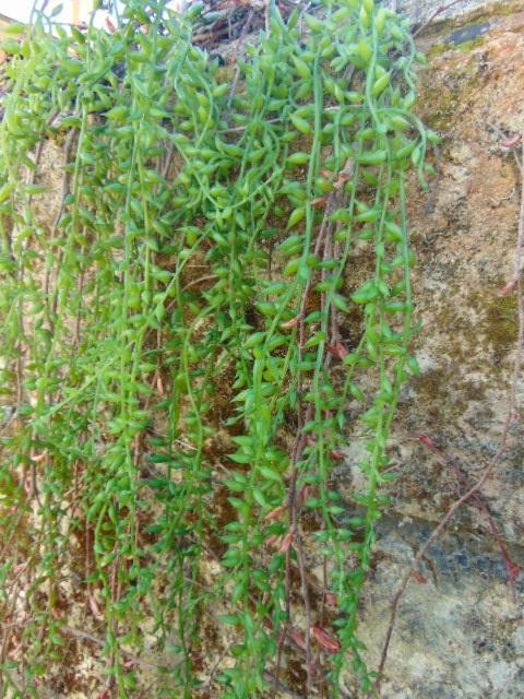 Senecio radicans cadente - Sconti per Fioristi e Aziende - H 72