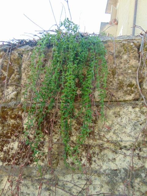 Senecio radicans cadente - Sconti per Fioristi e Aziende - H 72