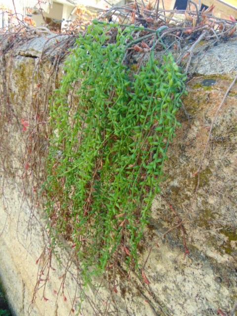 Senecio radicans cadente - Sconti per Fioristi e Aziende - H 72