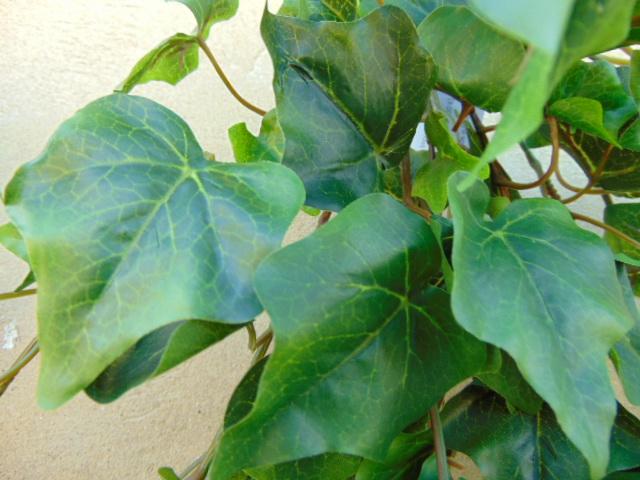 Edera Cadente Mini H 115 - Sconti per Fioristi e Aziende . - Con 618 foglie