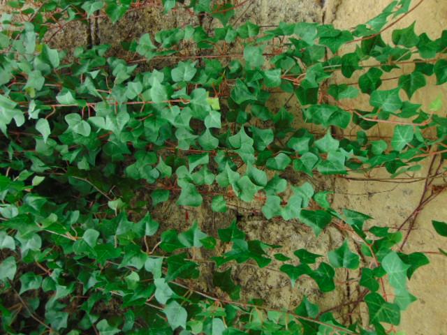 Edera Artificiale H 180 cm.  - Sconti per Fioristi e Aziende . - Pitzsburgh con 1076 foglie