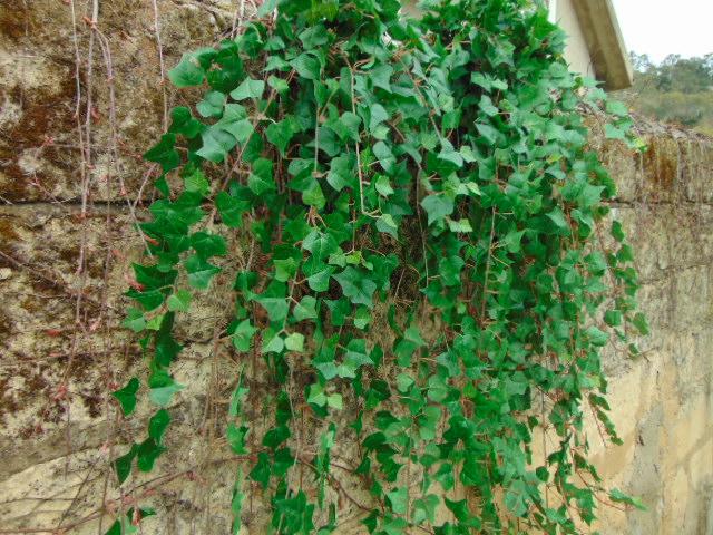 Edera Artificiale H 180 cm.  - Sconti per Fioristi e Aziende . - Pitzsburgh con 1076 foglie