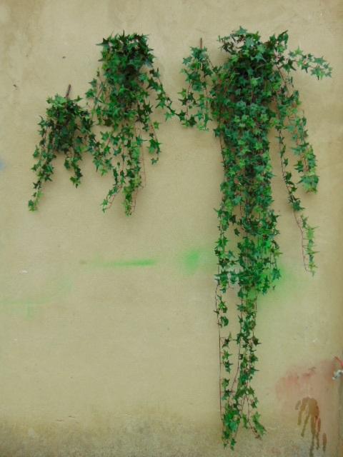 Edera Artificiale H 180 cm.  - Sconti per Fioristi e Aziende . - Pitzsburgh con 1076 foglie