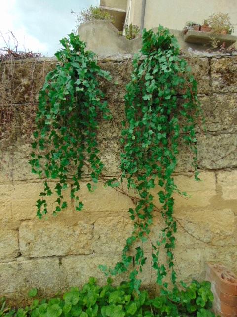 Edera Artificiale H 180 cm.  - Sconti per Fioristi e Aziende . - Pitzsburgh con 1076 foglie