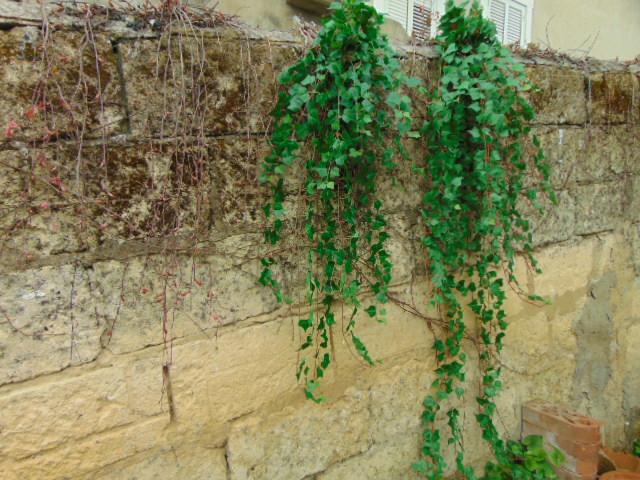 Edera Artificiale H 180 cm.  - Sconti per Fioristi e Aziende . - Pitzsburgh con 1076 foglie