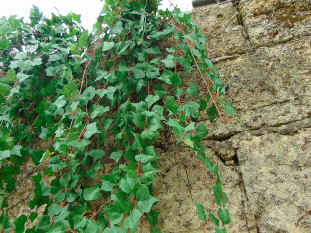 Edera Artificiale H 90 cm. - Sconti per Fioristi e Aziende . -  Pitzsburgh  con 371 foglie