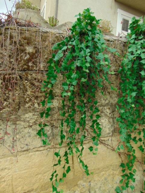 Edera Artificiale H 60 cm. - Sconti per Fioristi e Aziende . - Pitzsburgh con 175 foglie