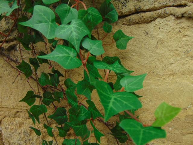 Edera Artificiale H 60 cm. - Sconti per Fioristi e Aziende . - Pitzsburgh con 175 foglie