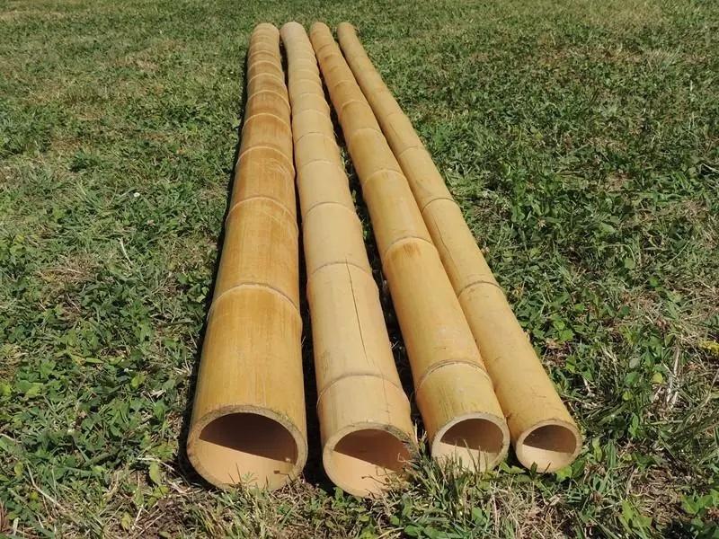 Canna di Bamboo dm. 12/14 - Sconti per Fioristi e Aziende . - Alte cm. 200-250-300