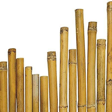Canna Bamboo per Agricoltura dm. 25/28  - Sconti per Fioristi e Aziende . - H 180 - 210 - 240 - 300