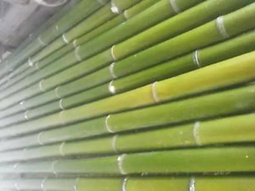 Canna Bamboo dm. 4 - 5 - Sconti per Fioristi e Aziende . - Alte cm. 200 - 250 - 300