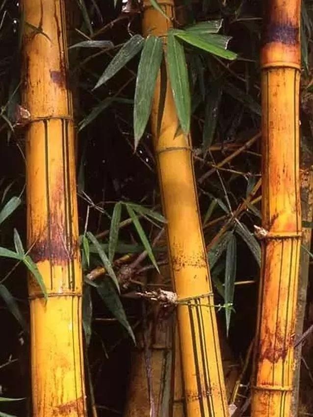 Canna Bamboo dm. 4 - 5 - Sconti per Fioristi e Aziende - Alte cm. 200 - 250 - 300