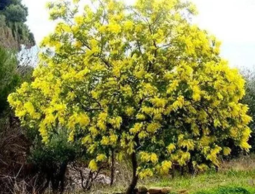 ESAURITA - Mimosa Fresca box da Kg. 3 Acacia Dealbata - Goulois - Sconti per Fioristi e Aziende