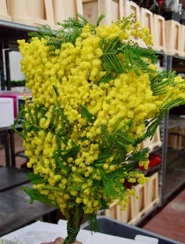 ESAURITA Mimosa Fresca box Kg. 15/20 -  Sconti per Fioristi e Aziende - Acacia Dealbata - Goulois