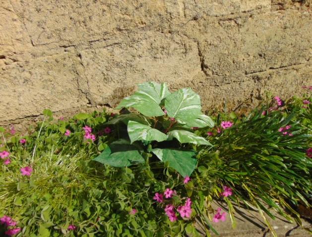 Pothos x 12 in poliestere - Sconti per Fioristi e Aziende . - Artificiale