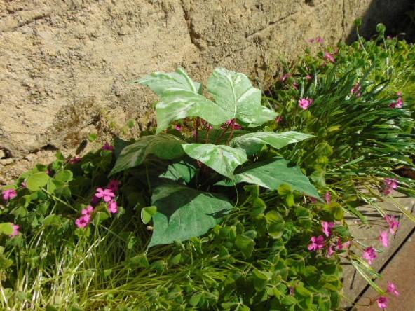 Pothos x 12 in poliestere - Sconti per Fioristi e Aziende - Artificiale