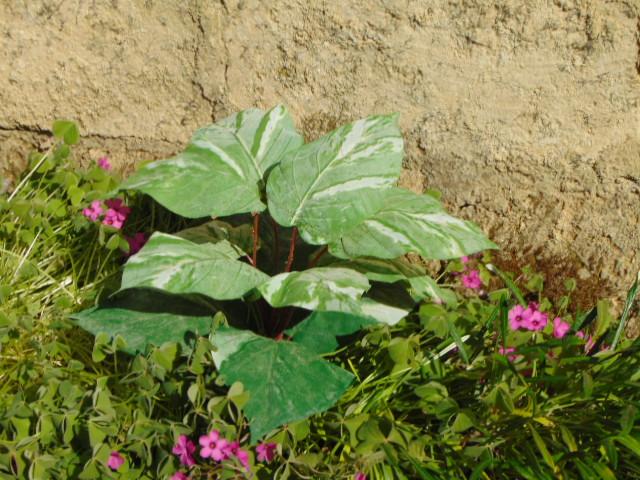 Pothos x 12 in poliestere - Sconti per Fioristi e Aziende . - Artificiale