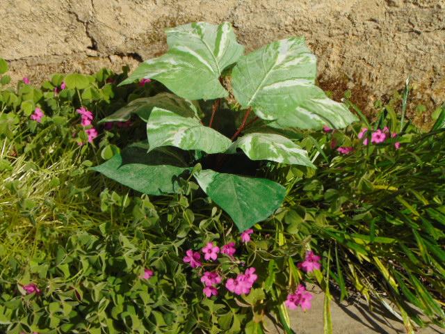 Pothos x 12 in poliestere - Sconti per Fioristi e Aziende . - Artificiale