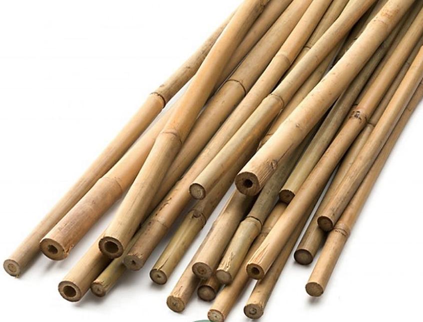 Canna Bamboo per Agricoltura dm 2,8 / 3,2  - Sconti per Fioristi e Aziende . - H 250 - 300