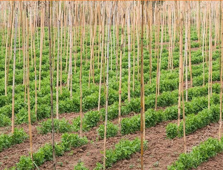 Canna Bamboo per Agricoltura dm. 25/28  - Sconti per Fioristi e Aziende . - H 180 - 210 - 240 - 300