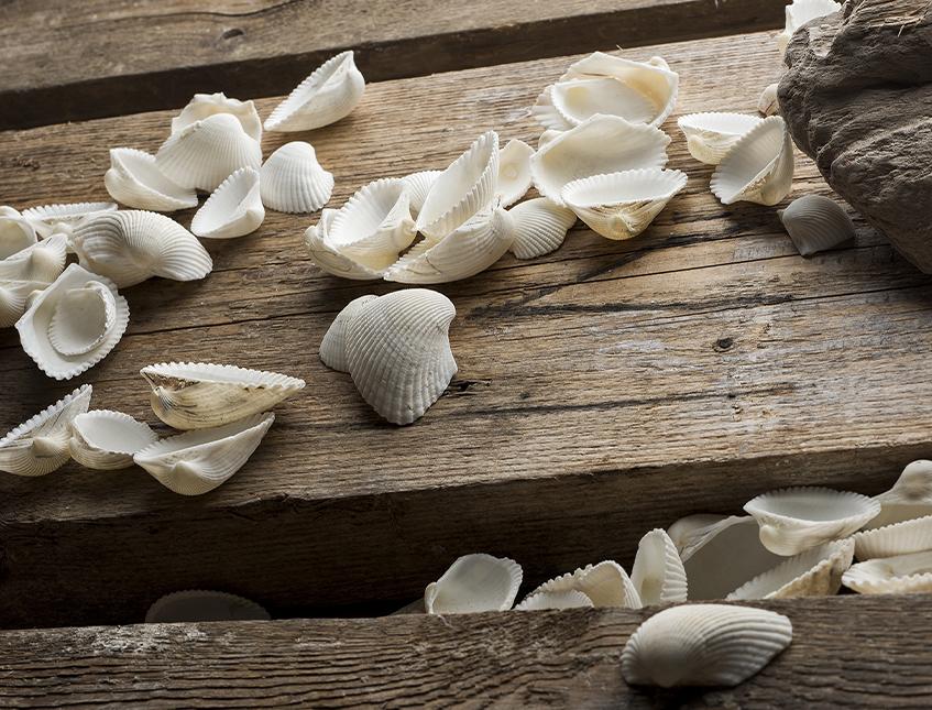 Conchiglie Pecten Albican - Sconti per Fioristi e Aziende - Kg. 1