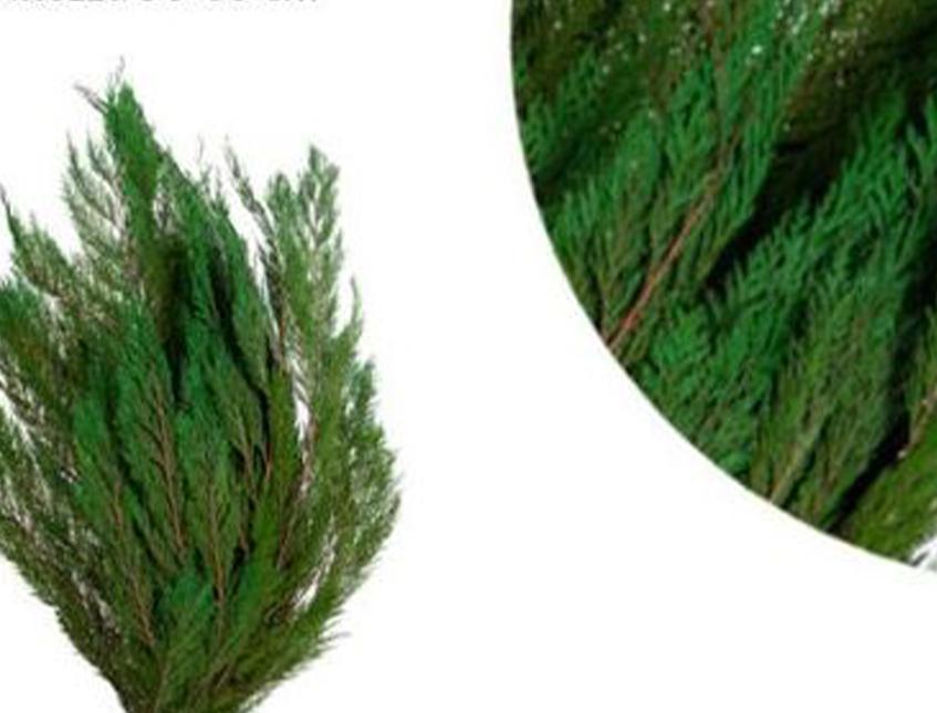 Tuja Preservata naturale - Sconti per Fioristi e Aziende - Busta Kg.1 Rami H 100/120