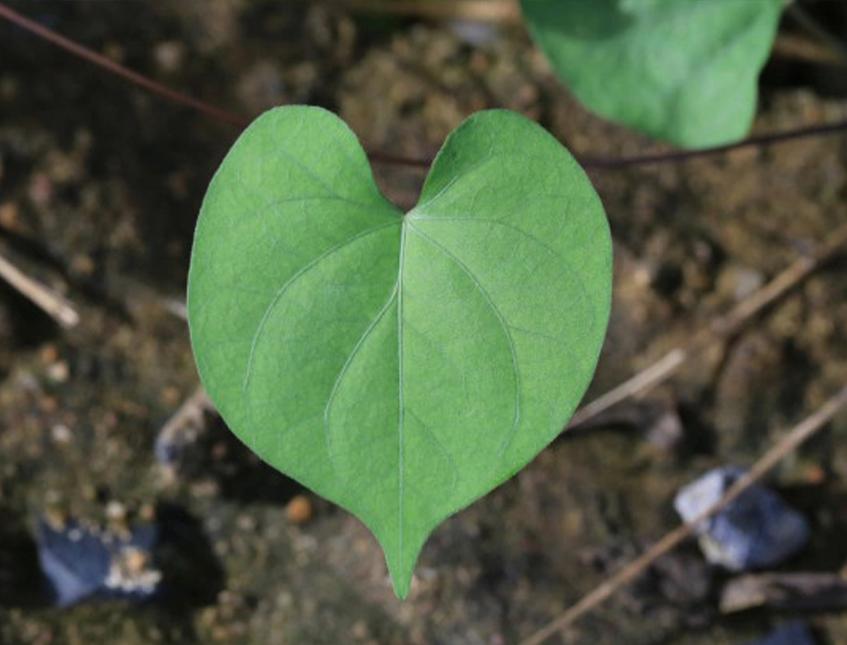 Foglie a cuore naturali stabilizzate Conf. gr.100 - Sconti per Fioristi e Aziende e Wedding