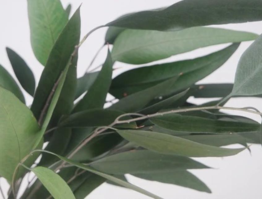 Eucaliptus Willow Preservato  Mazzo gr. 75 - Sconti per Fioristi e Aziende e Wedding