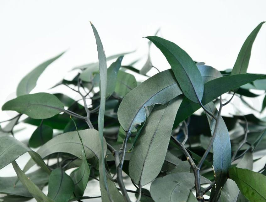 Eucaliptus Willow Preservato  Mazzo gr. 75 - Sconti per Fioristi e Aziende e Wedding