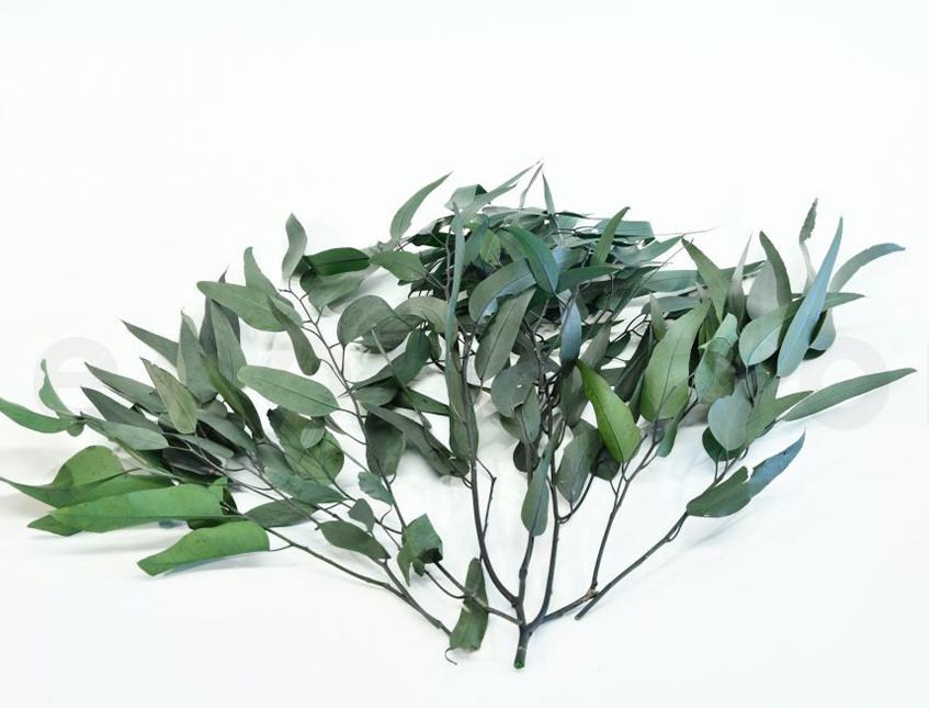 Eucaliptus Willow Preservato  Mazzo gr. 75 - Sconti per Fioristi e Aziende e Wedding