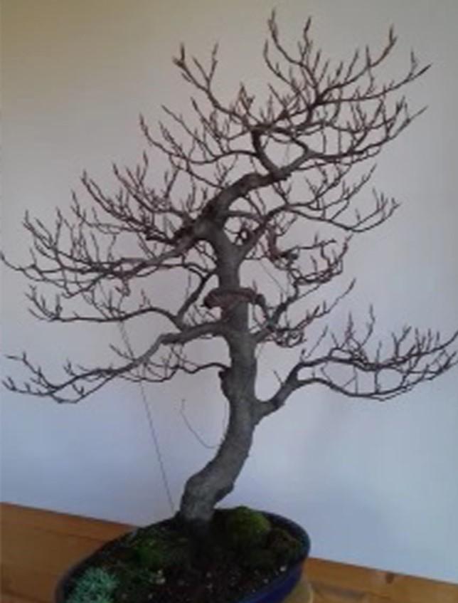 Faggio Marino Naturale  - Sconti per Fioristi e Aziende - Alto da cm.50 a cm. 75