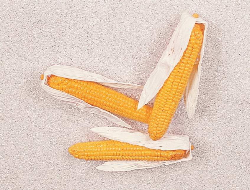 Pannocchie Granoturco H 27  - Sconti per Fioristi e Aziende . - Artificiale in plastica