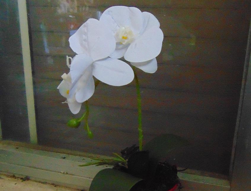 Orchidea Plant x 2 H 35  - Sconti per fioristi e aziende - in real touch