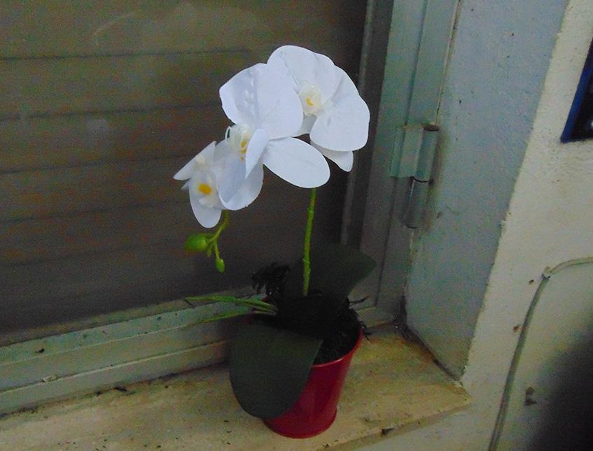 Orchidea Plant x 2 H 35  - Sconti per fioristi e aziende - in real touch