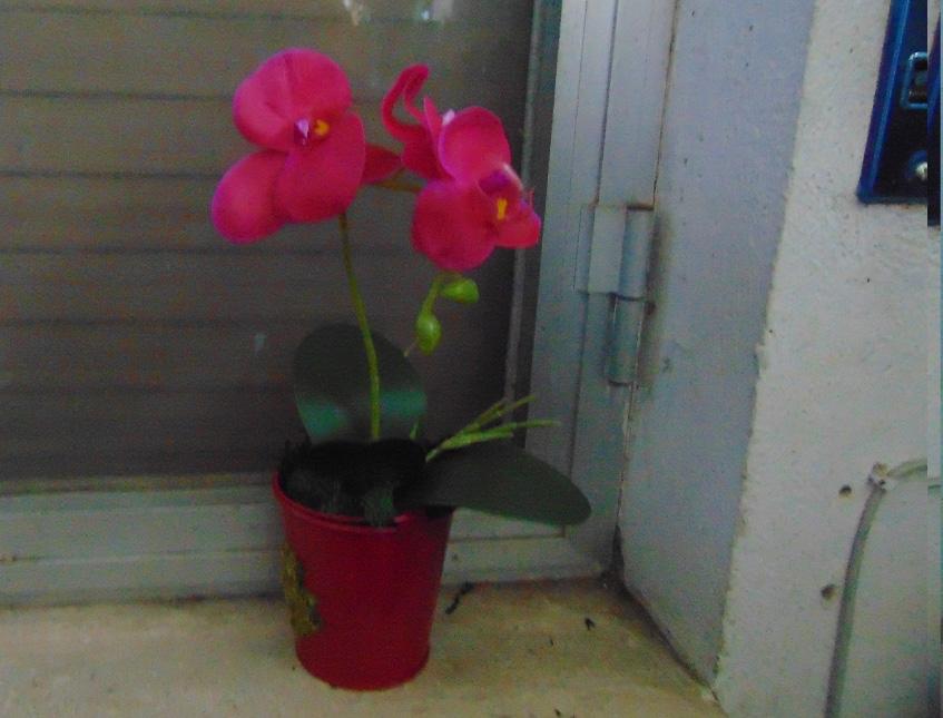 Orchidea Plant x 2 H 35  - Sconti per fioristi e aziende - in real touch