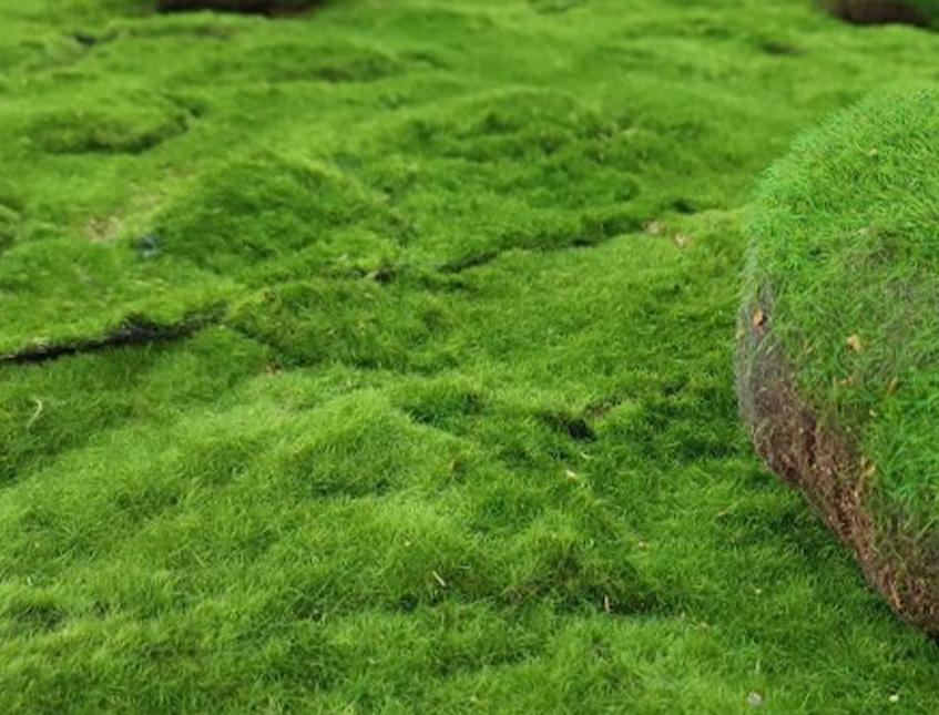 Pannello moss sintetico cm. 60 x 40 H 5 - Sconti per Fioristi e Aziende e Wedding