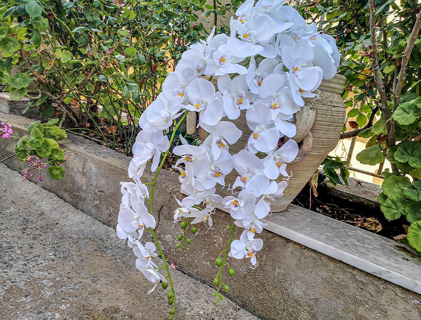 Phalenopsis Cadente x 3 H 113 - Sconti per Fioristi e Aziende . - In poliester