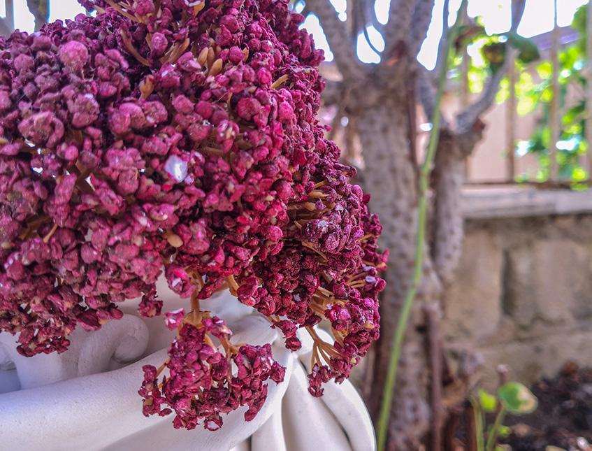 Akillea Artificiale Bordeaux H 34 in polistirene Sconti per Fioristi e Aziende