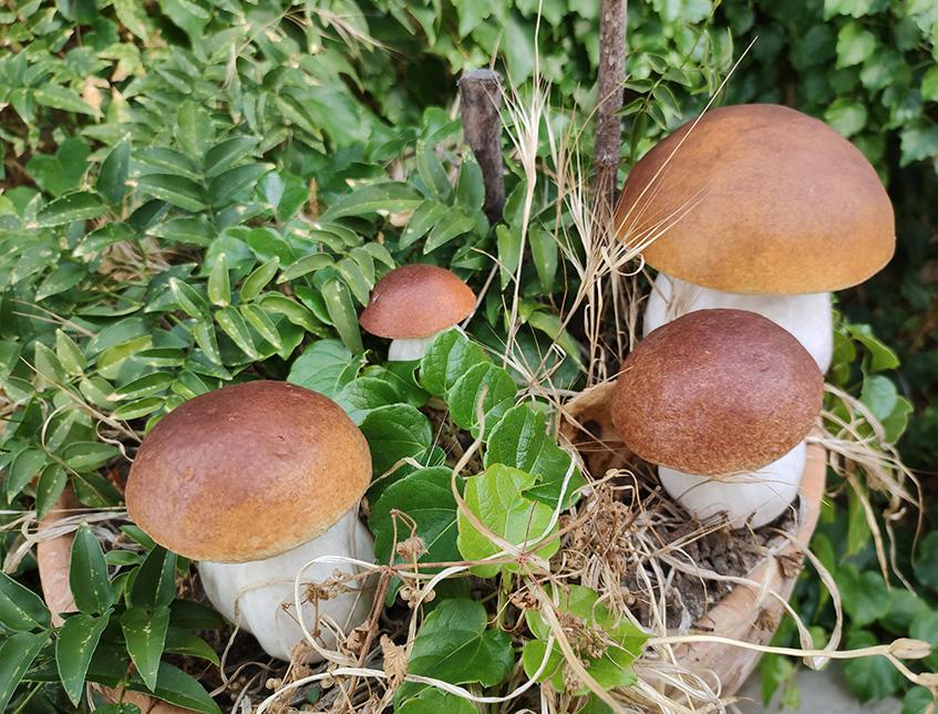 Fungo porcino artificiale x 4 in plastica - Sconti per Fioristi e Aziende . - assortito