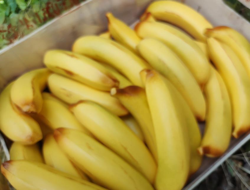 Banana piccola artificiale in plastica H 15 cm. dm. 3.5 - Sconti per Fioristi e Aziende e Wedding .